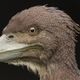 Artist’s depiction of Fukuipteryx prima.